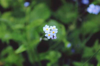 Close-up of white flowering plant