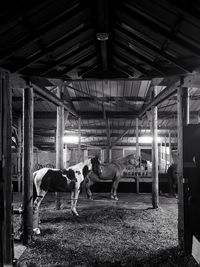 View of cows in shed