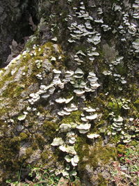 Close-up of mushrooms growing on tree trunk