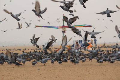 Doves or pigeons or seagulls are flying in marina beach chennai.