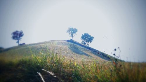 Scenic view of field against clear sky