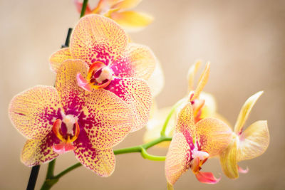 Close-up of pink orchid flowers