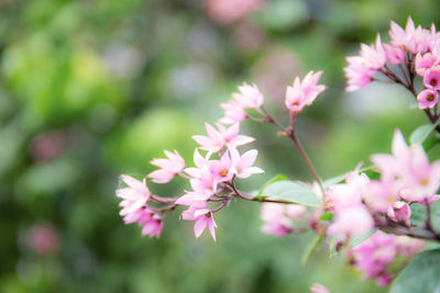 Close-up of pink cherry blossoms