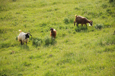 Goats  grazing in a field