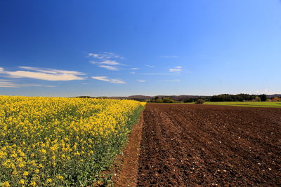 Scenic view of oilseed rape field against clear blue sky