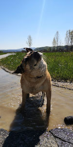 Dog standing in water