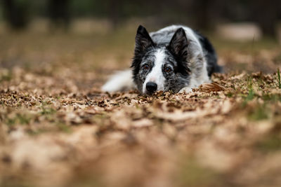 Portrait of dog on field