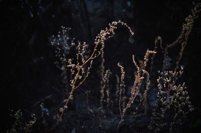 Trees against sky at night