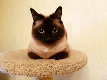 Portrait of cat at home