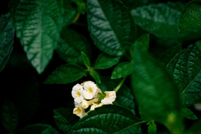 Close-up of white flowering plant leaves