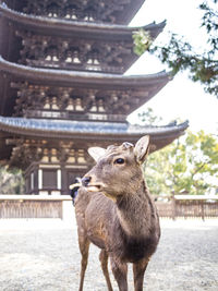 Deer standing in front of building