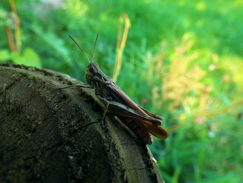 Close-up of insect on tree