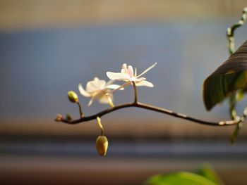 Close-up of plant