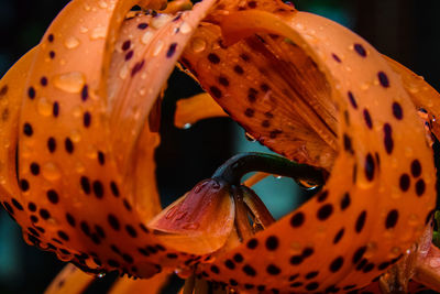 Close-up of orange flower