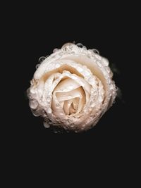 Close-up of rose against black background