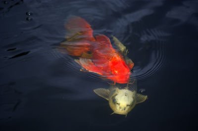 Close-up of fish swimming in water