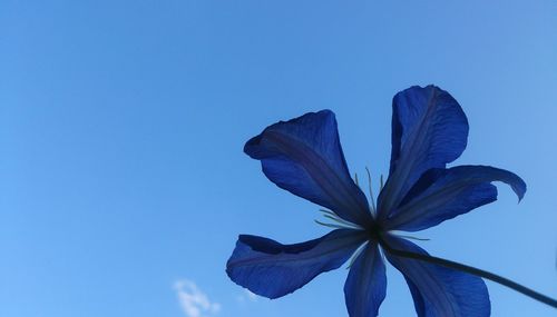 Low angle view of flowering plant against blue sky