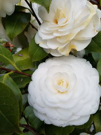 Close-up of white rose flower