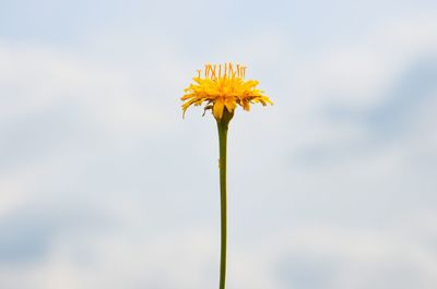 Close-up of yellow flowering plant