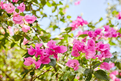 Close-up of pink cherry blossoms