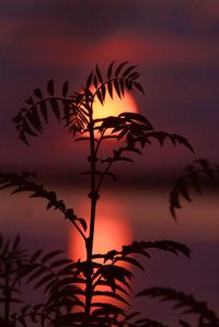 Close-up of silhouette plants against romantic sky at sunset