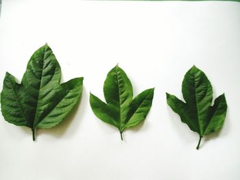 High angle view of leaves against white background