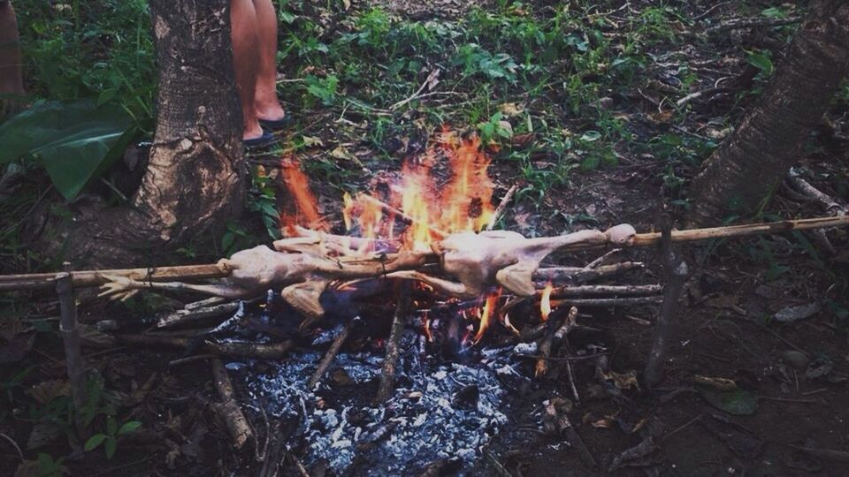 burning, outdoors, flame, heat - temperature, real people, one person, day, nature, grass, tree, human body part, human hand