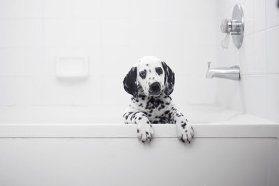 Portrait of a dog on the wall