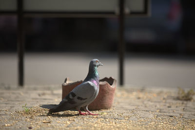 Surface level of pigeon
