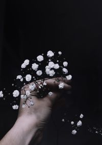 Close-up of hand holding flowers over black background