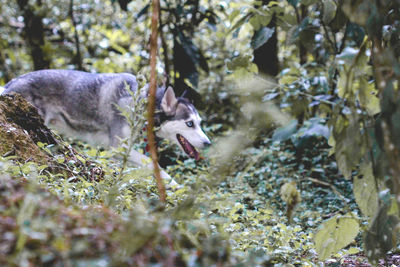 Close-up of dog running on field