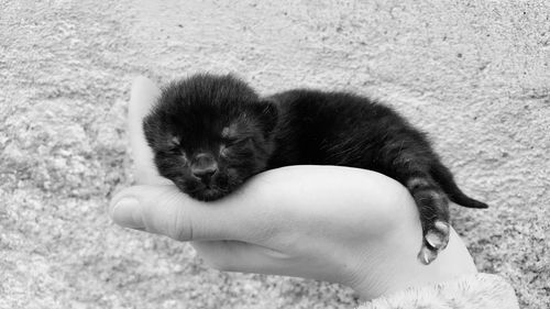 Cropped image of kitten sleeping on hand