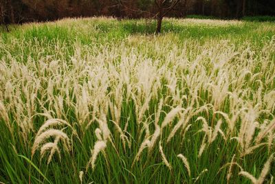 Crop growing in field