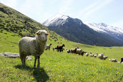 Sheep grazing on field against sky