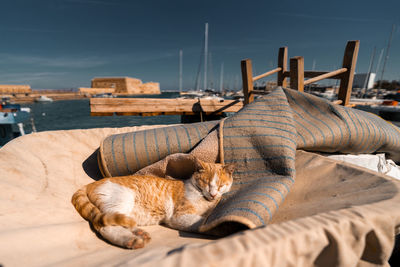 Cat resting under greek sun