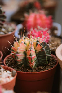 High angle view of succulent plant in pot