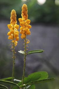 Close-up of yellow flowering plant