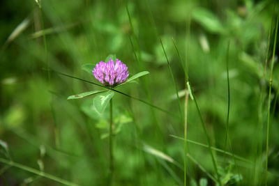 Close-up of pink flowering plant