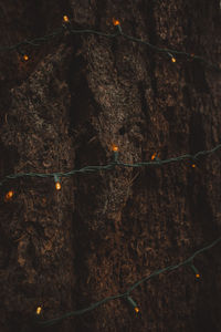 Close-up of illuminated plant on land