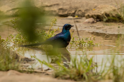 Bird perching on a lake