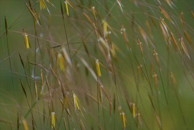 Close-up of wheat growing on field