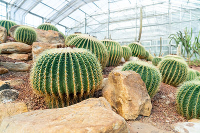 Close-up of cactus plant in greenhouse