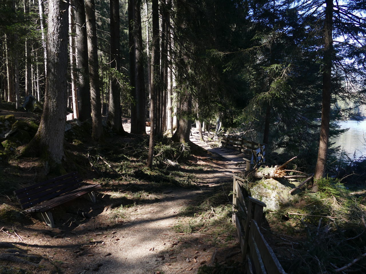 SCENIC VIEW OF FOREST