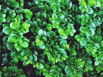 Full frame shot of plants