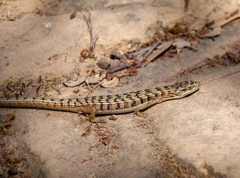 High angle view of lizard on a land