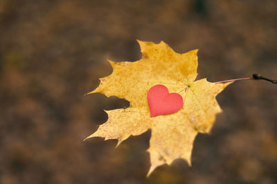 Close-up of maple leaf during autumn