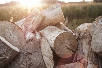 Close-up of logs