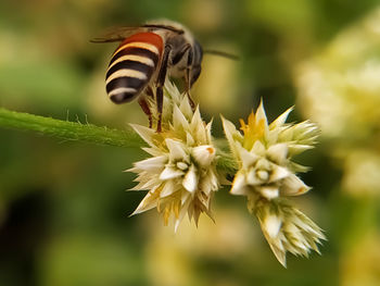 Close-up of butterfly pollinating on flower