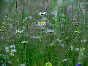 Close-up of yellow flowering plants on field