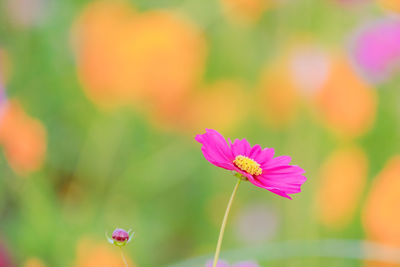 Close-up of pink cosmos flower